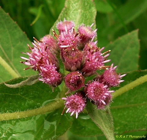 {Pluchea baccharis}